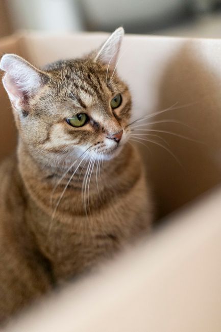 A close-up of a domestic short-haired tabby cat with green eyes, sitting inside a cardboard moving box. The cat's fur features a mix of brown, black, and beige stripes, and its ears are upright. The box is positioned in an indoor setting, with the edge visible in the foreground and part of a furniture item in the background. This scene may be part of a home relocation process involving packing and moving. The image captures the cat's attentive expression and the surrounding materials indicate preparations for a household move, supported by companies like Removal Companies Catford who handle residential furniture transport and packing services.