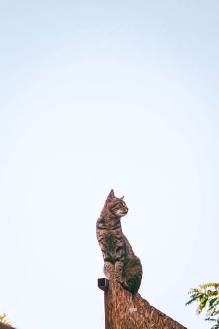 A brown tabby cat with distinctive striped fur is seated on top of a carved wooden post or sculpture outdoors, with its body facing slightly to the right and its head turned upward. The background features an overcast sky with a uniform light grey color, and on the right edge of the image, partial view of a green shrub or bush with small yellow flowers is visible. The scene appears calm, with the cat positioned in a natural, relaxed manner, possibly observing the surroundings. This outdoor setting could be part of a public space or garden, with the positioning of the cat on the wooden structure, and the diffuse lighting indicating overcast weather. The image emphasizes the cat’s attentive posture, and the setting may relate to a home or community environment where animal observation is common, relevant to house removals and moving logistics through natural outdoor scenery, as showcased in [PAGE_TITLE] by Removal Companies Catford.